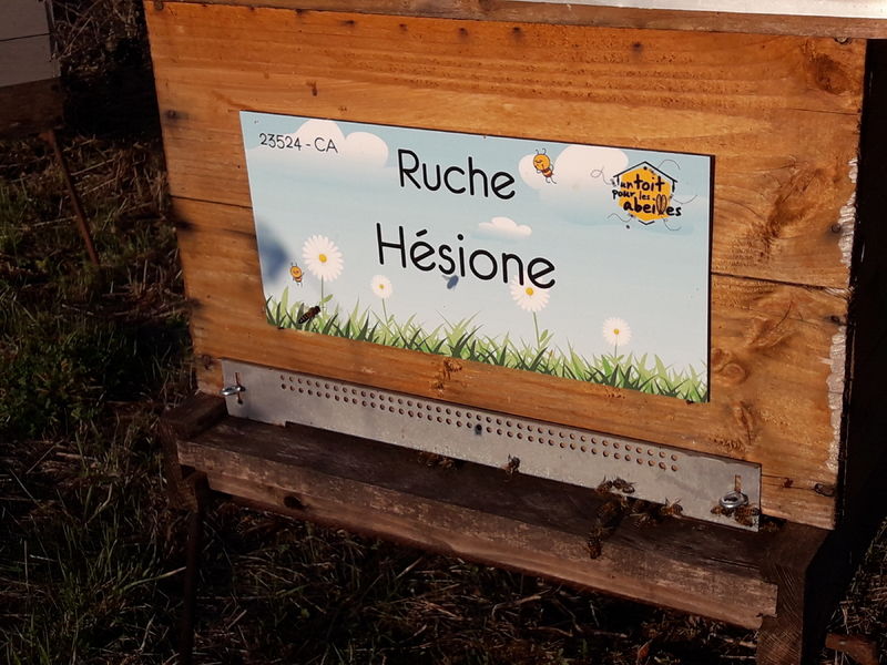 La ruche Hésione