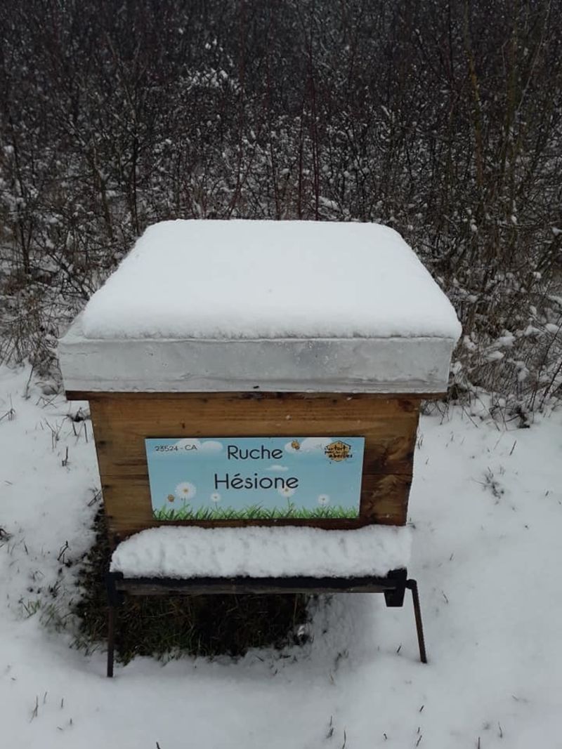 La ruche Hésione