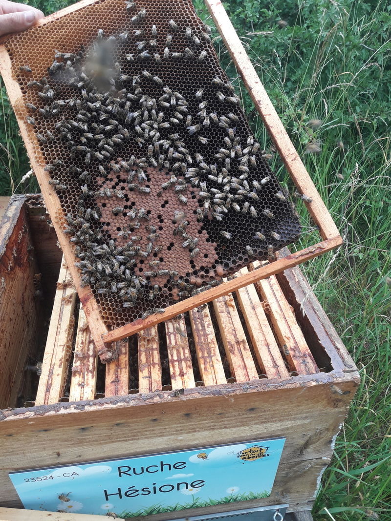 La ruche Hésione