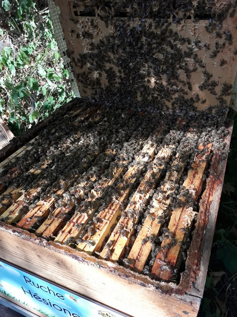 La ruche Hésione