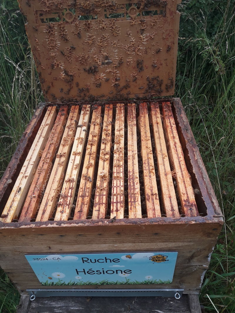 La ruche Hésione