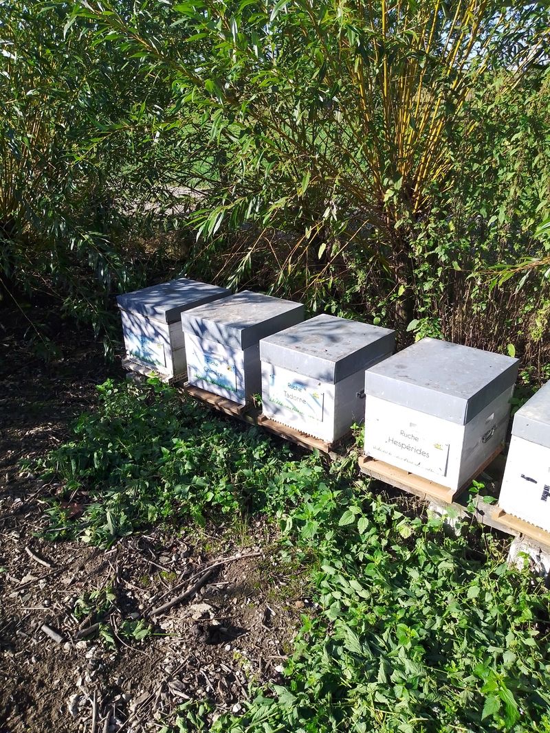 La ruche Hespérides