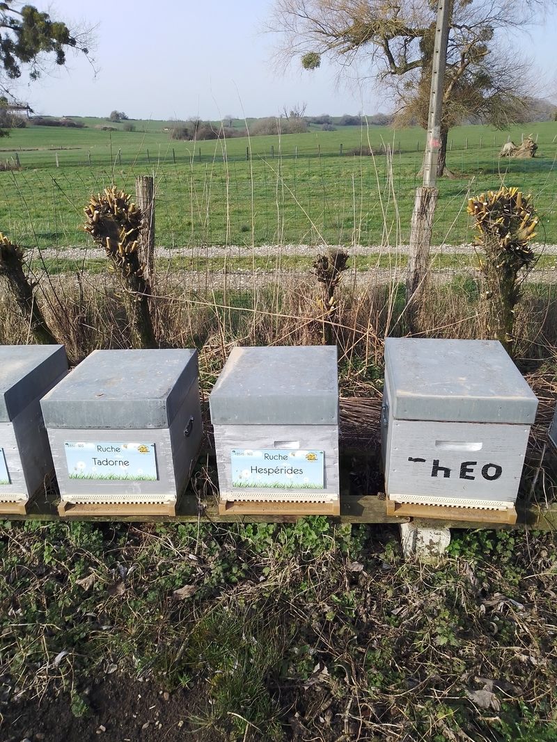 La ruche Hespérides