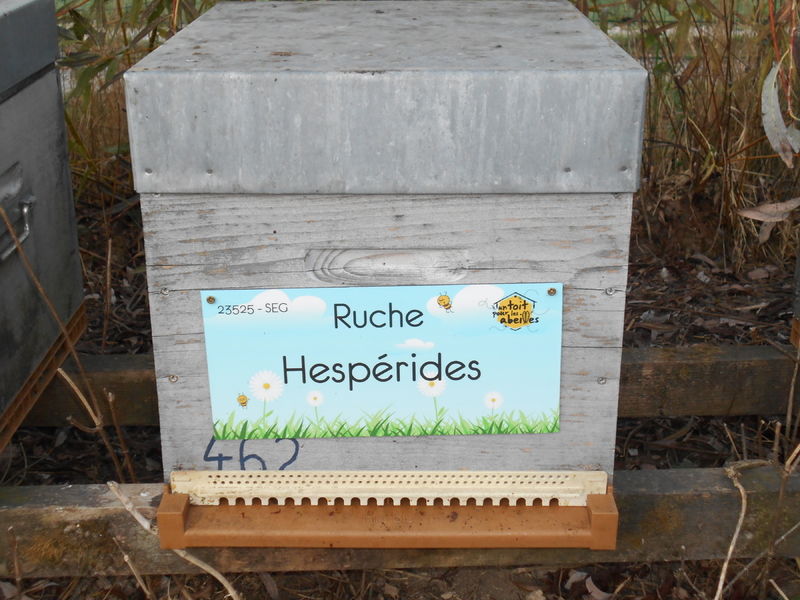 La ruche