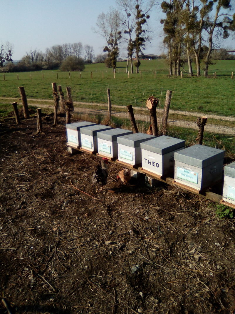 La ruche Hespérides