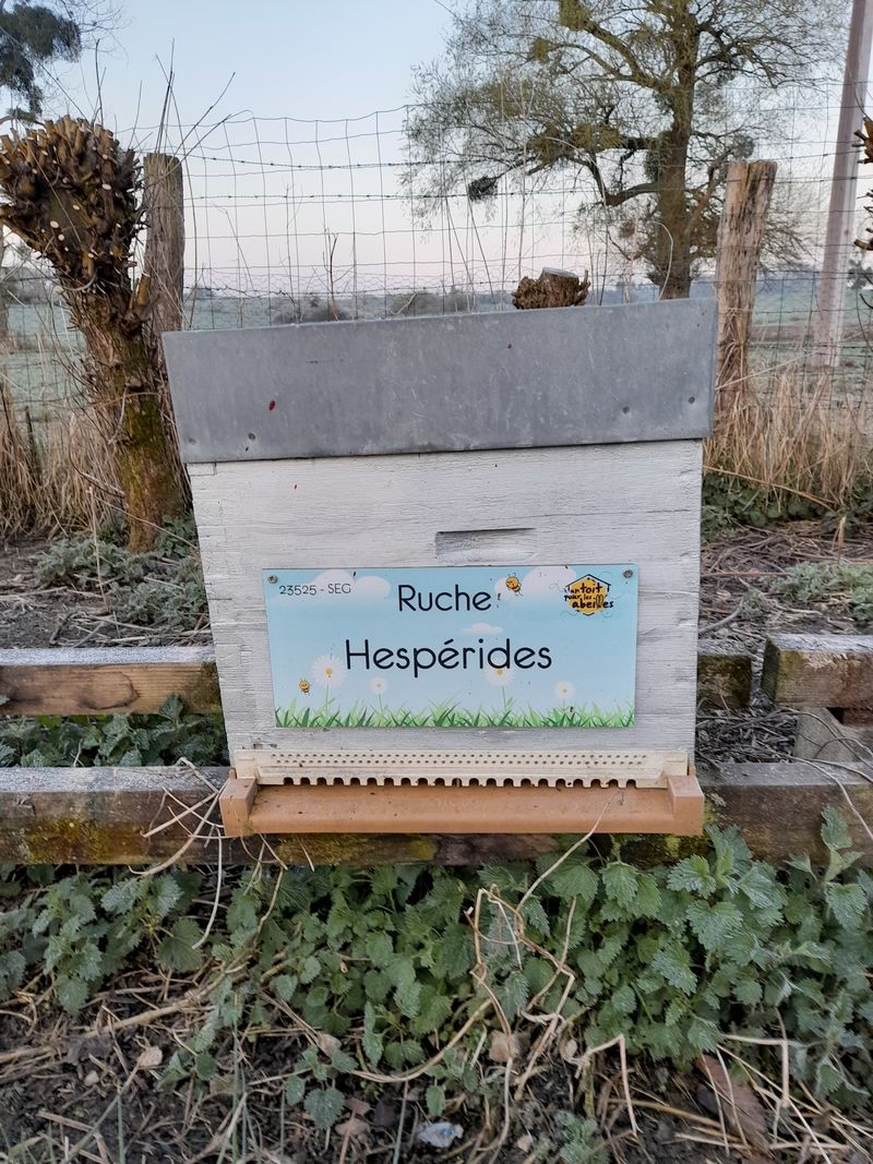 La ruche Hespérides