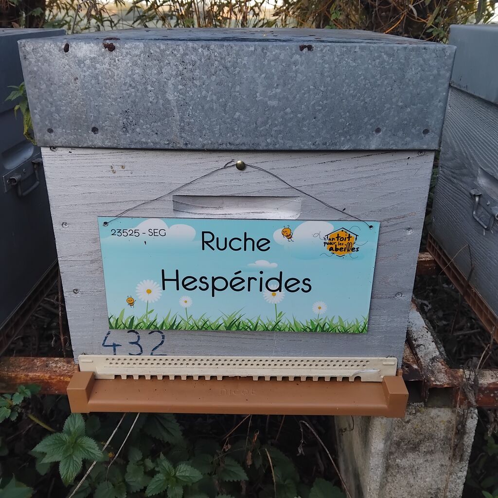 La ruche Hespérides