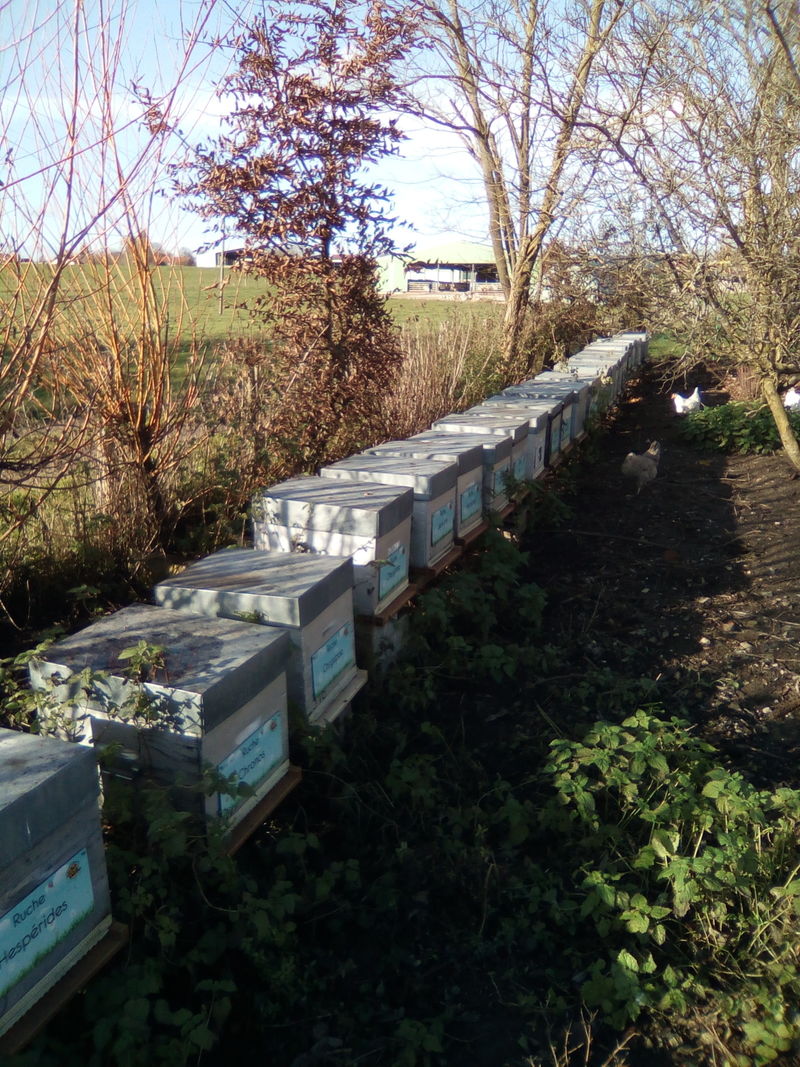 La ruche Hespérides