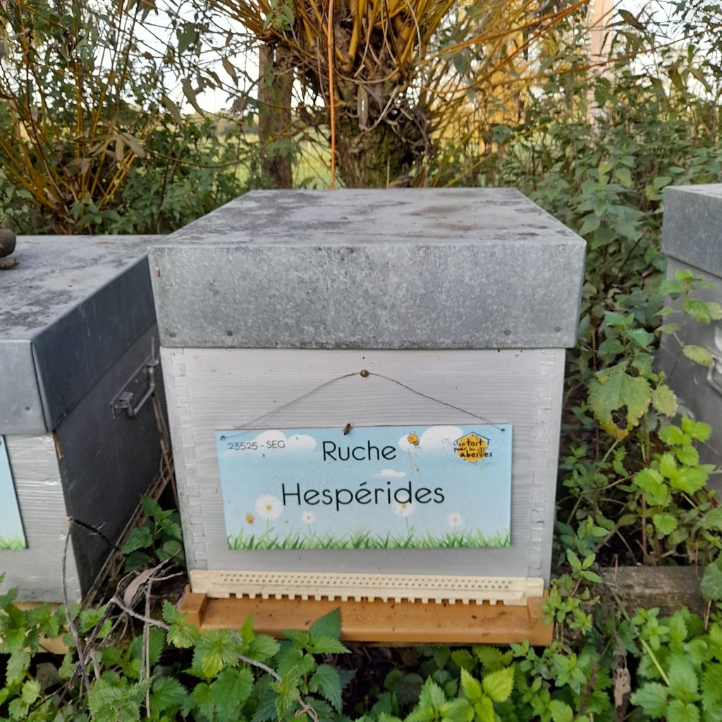 La ruche Hespérides
