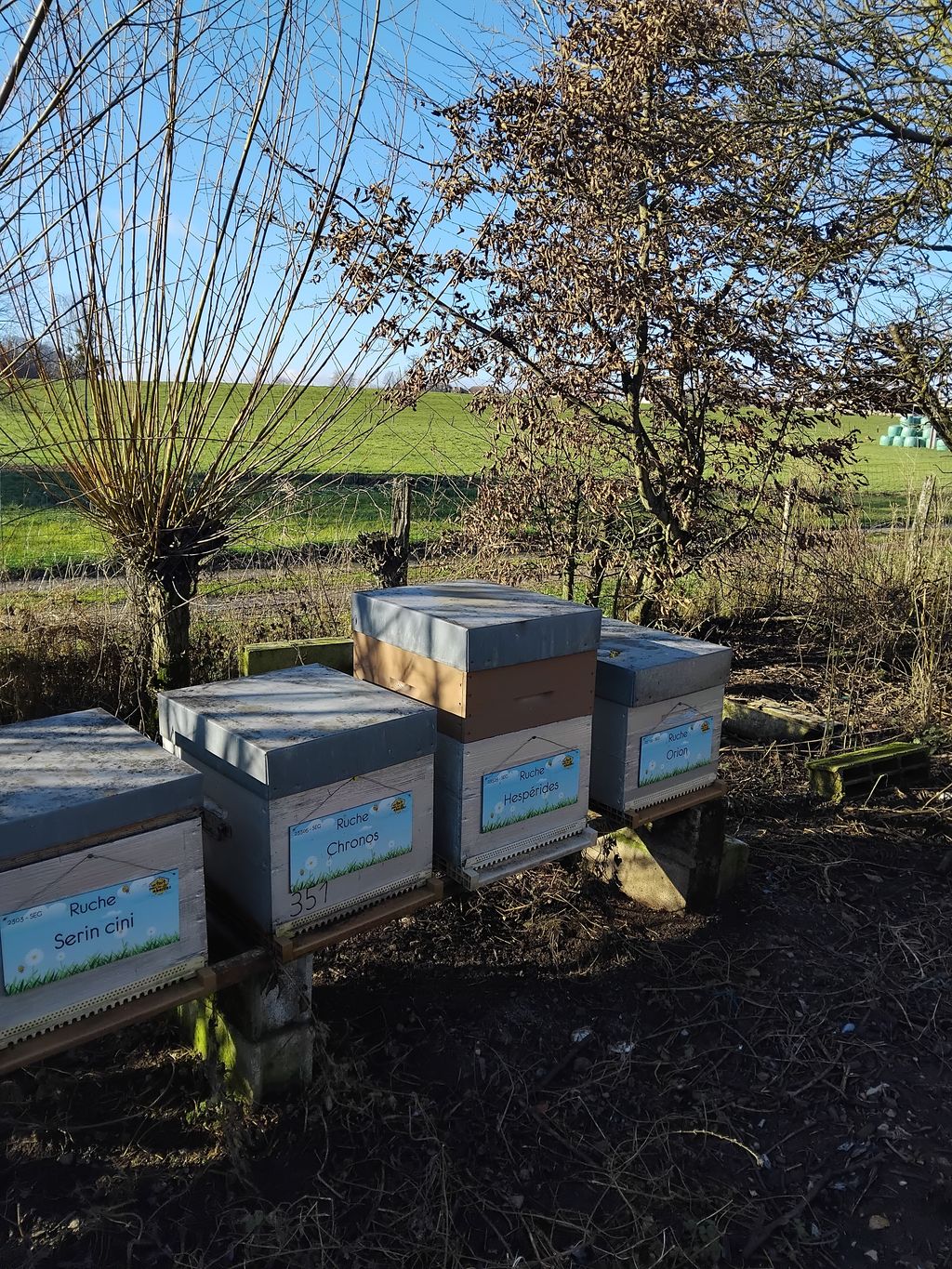 La ruche Hespérides