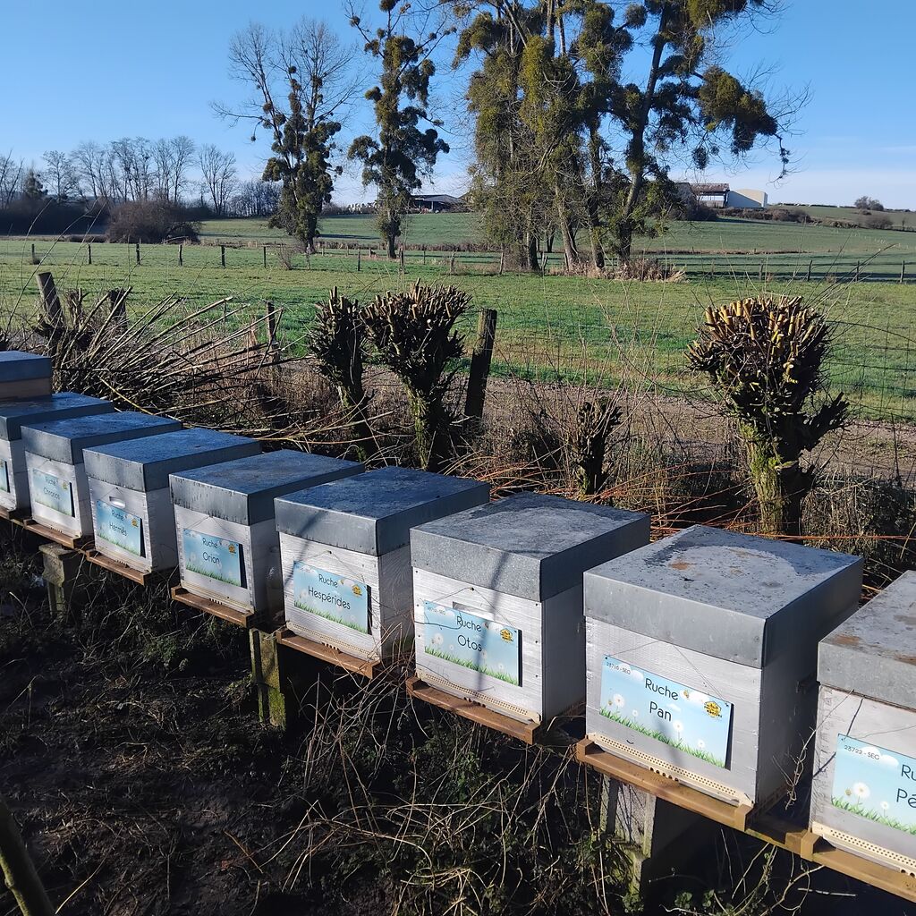 La ruche Hespérides