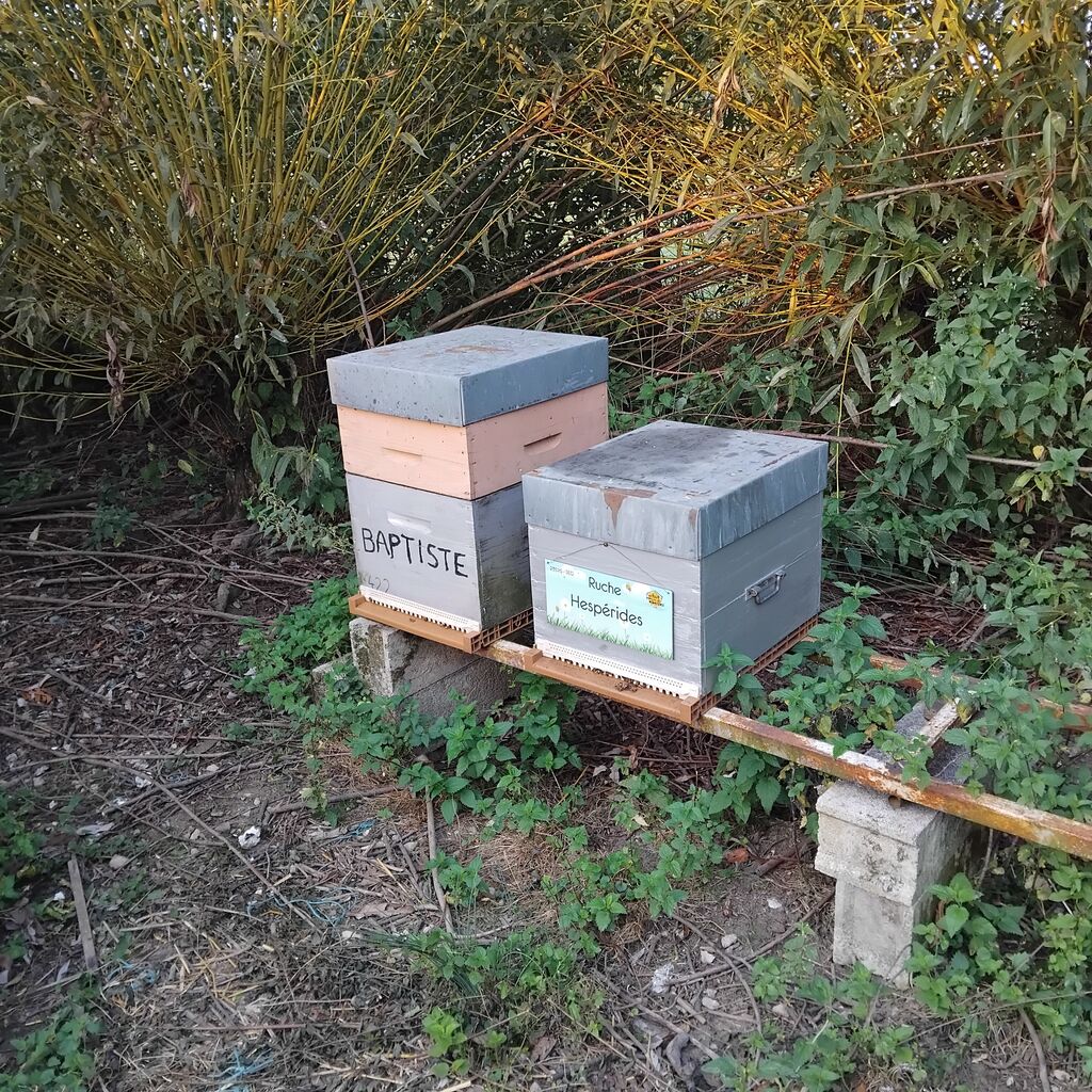 La ruche Hespérides