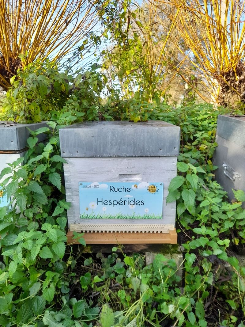 La ruche Hespérides