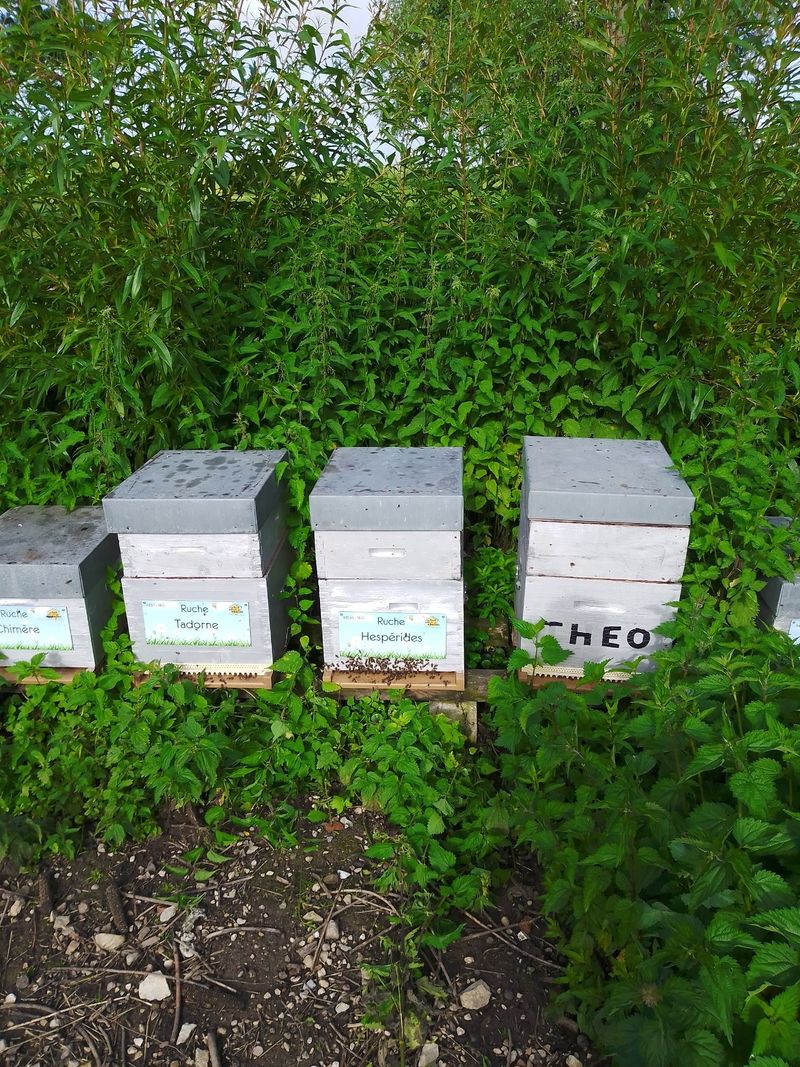 La ruche Hespérides
