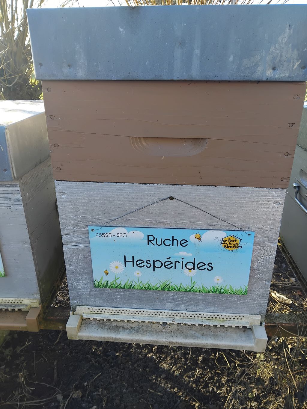 La ruche Hespérides