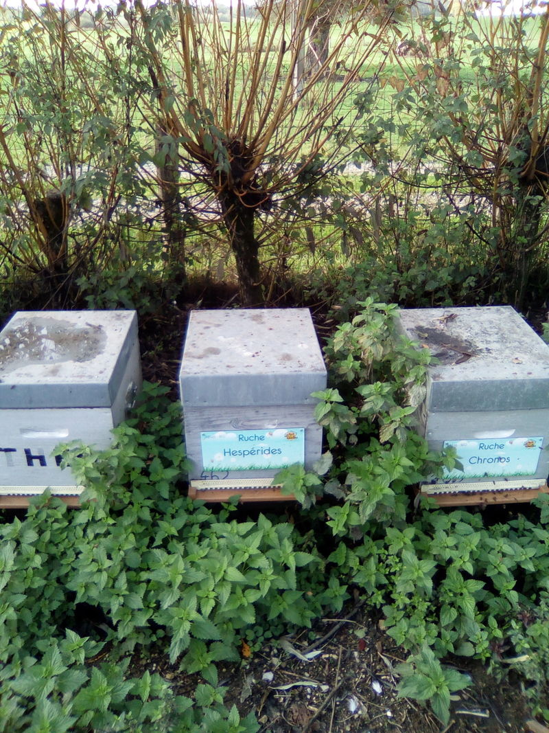 La ruche Hespérides