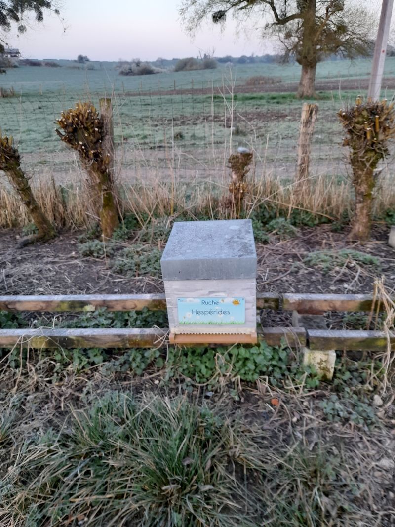 La ruche Hespérides