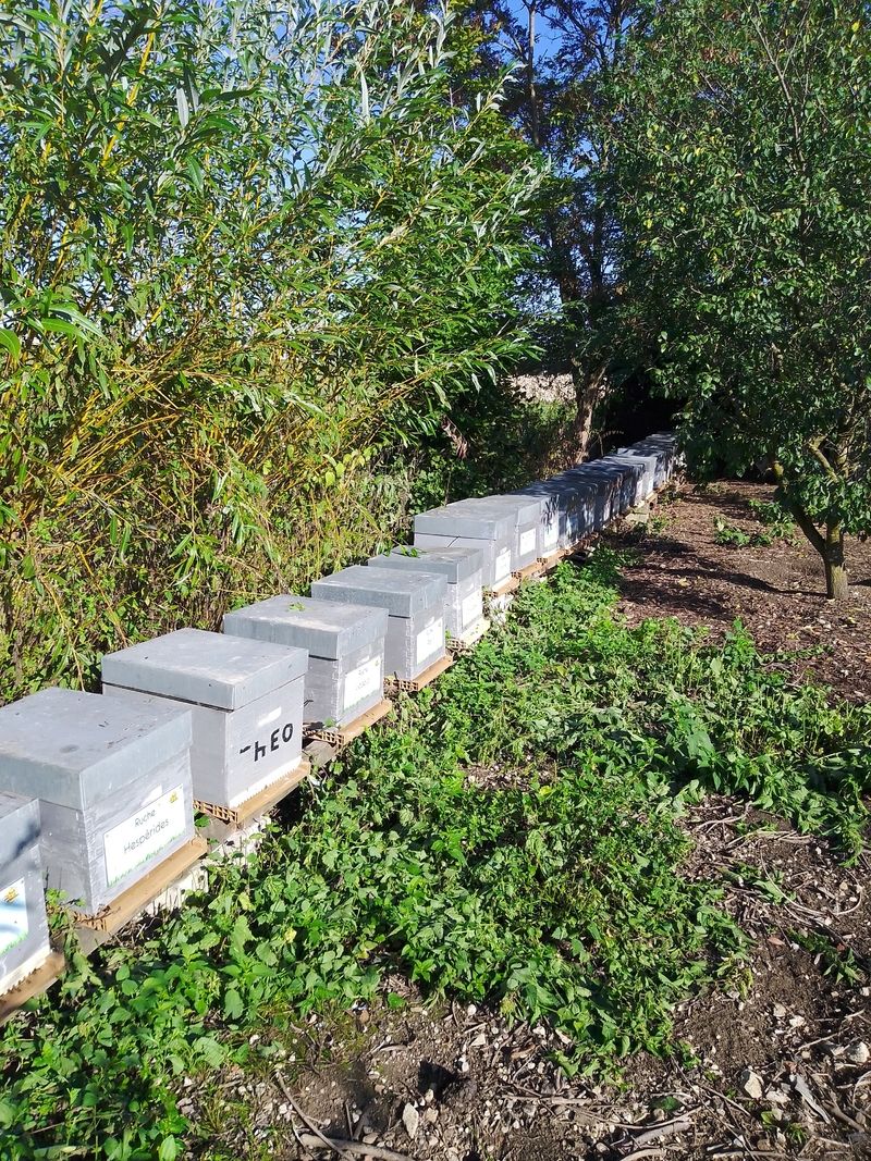 La ruche Hespérides