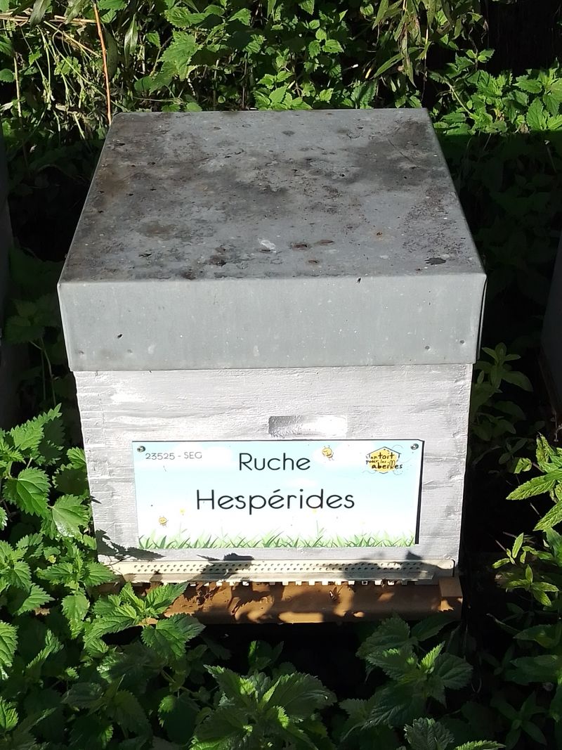La ruche Hespérides