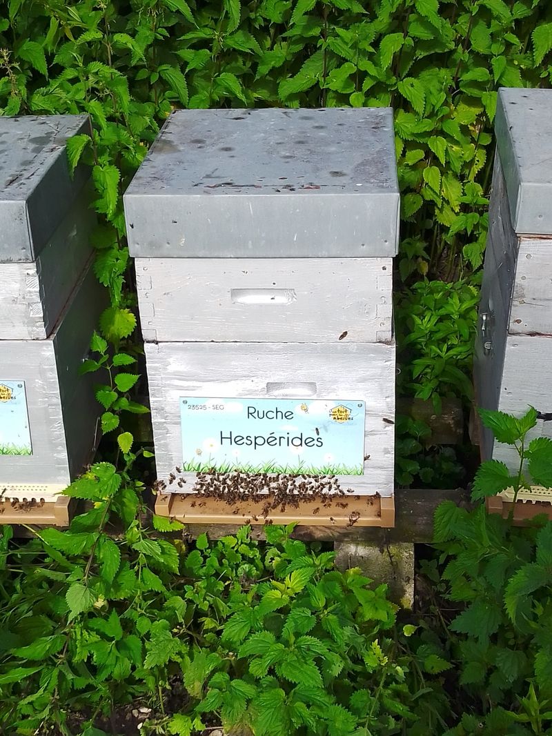 La ruche Hespérides