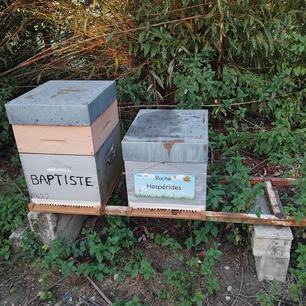 La ruche Hespérides