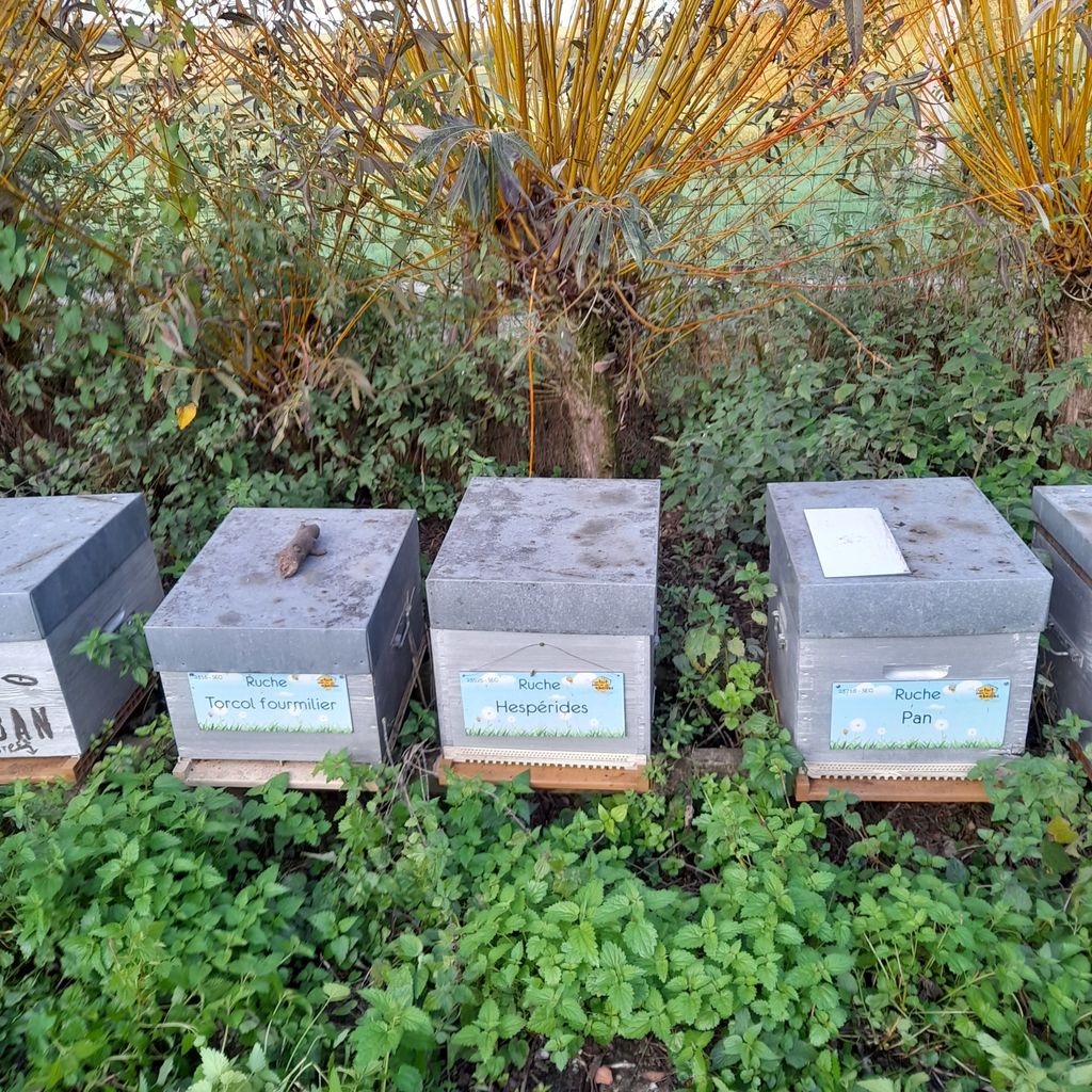 La ruche Hespérides