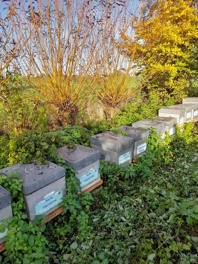 La ruche Hespérides