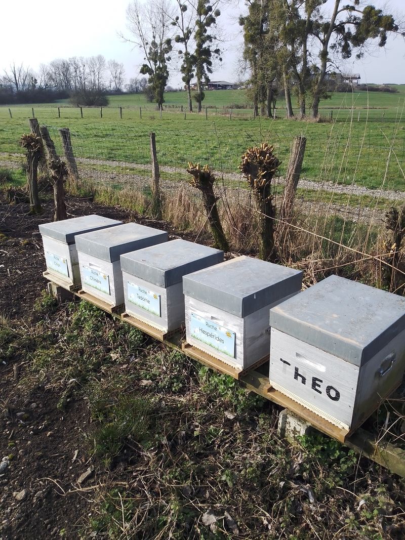 La ruche Hespérides