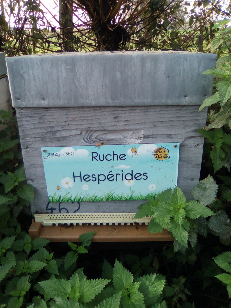 La ruche Hespérides