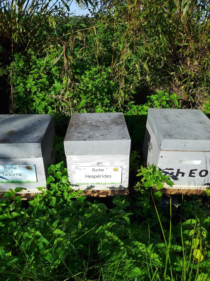 La ruche Hespérides