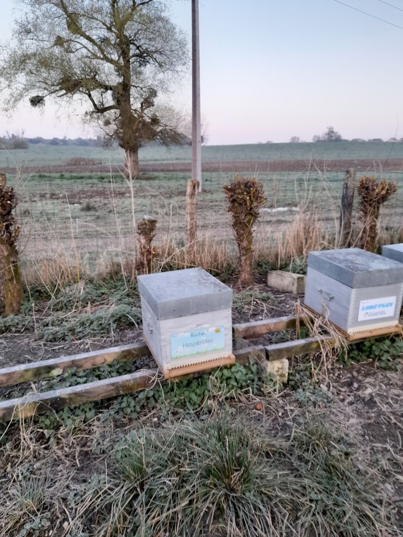 La ruche Hespérides