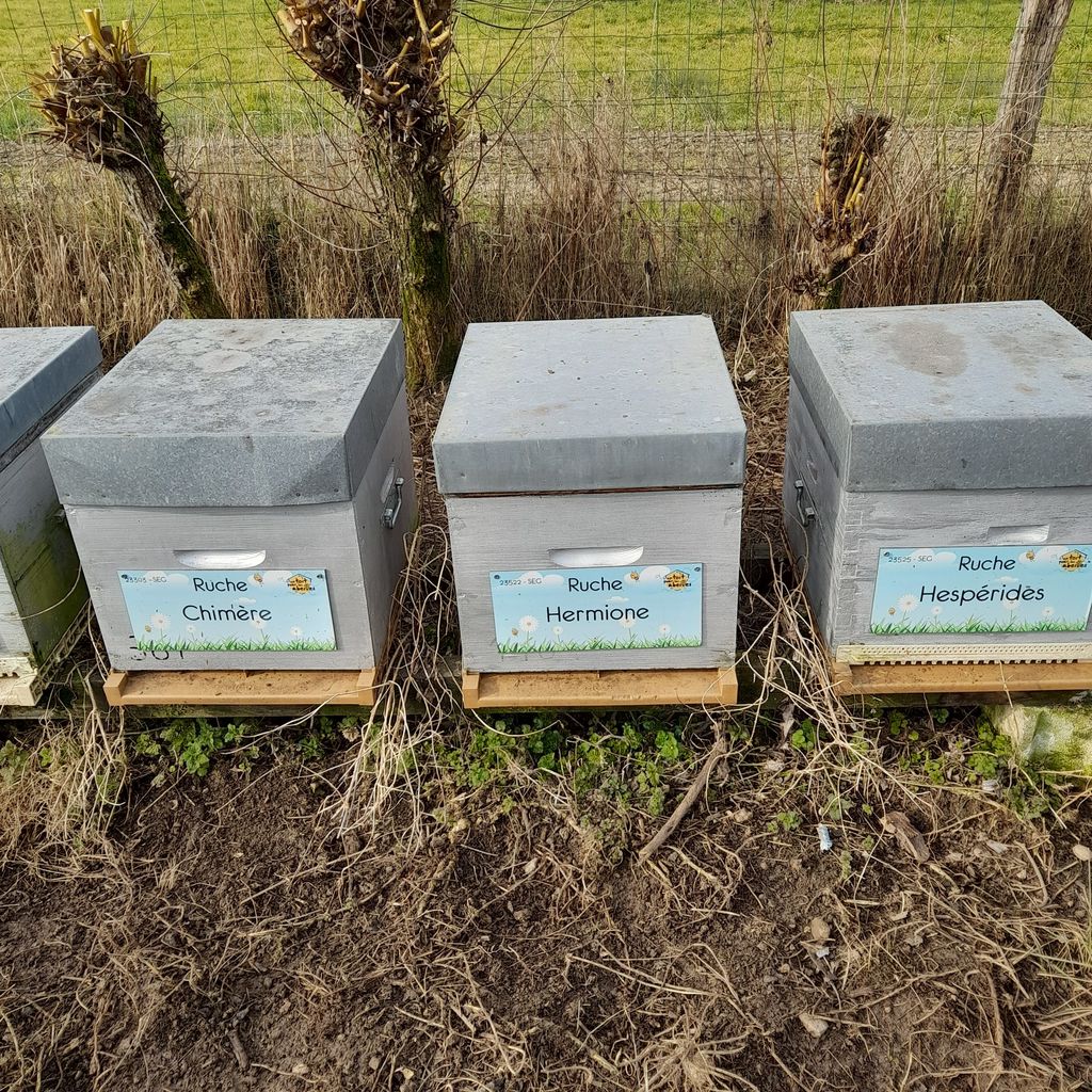 La ruche Hespérides