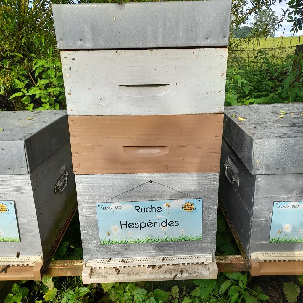 La ruche Hespérides
