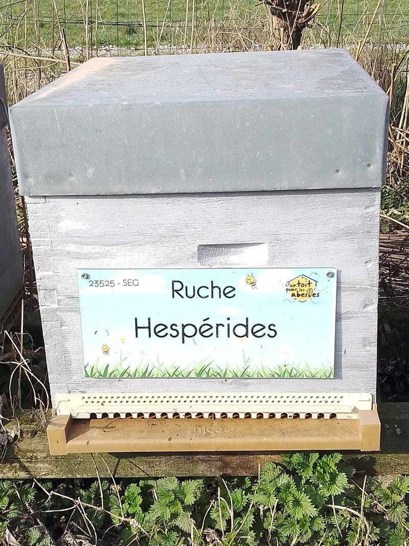 La ruche Hespérides