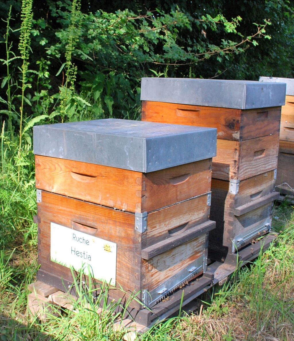 La ruche Hestia