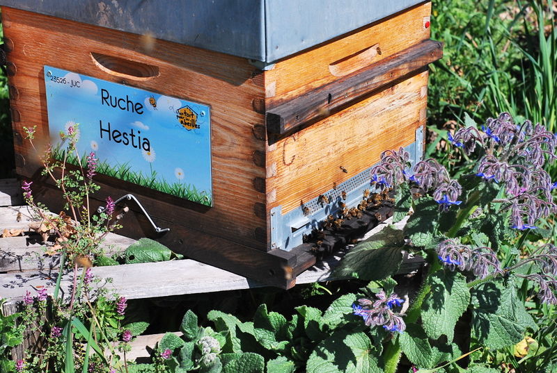La ruche Hestia