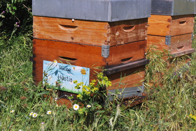 La ruche Hestia