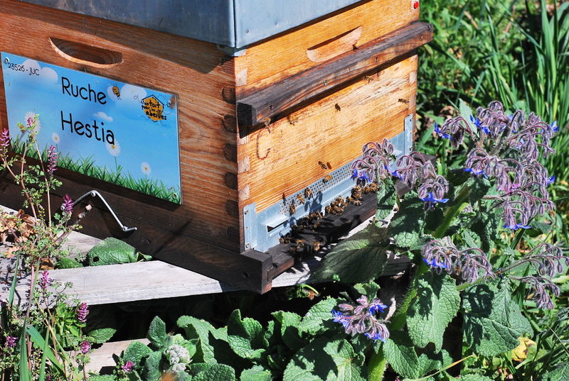 La ruche Hestia
