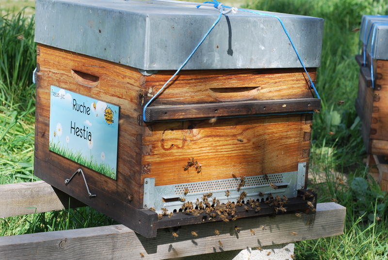 La ruche Hestia