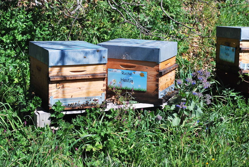 La ruche Hestia