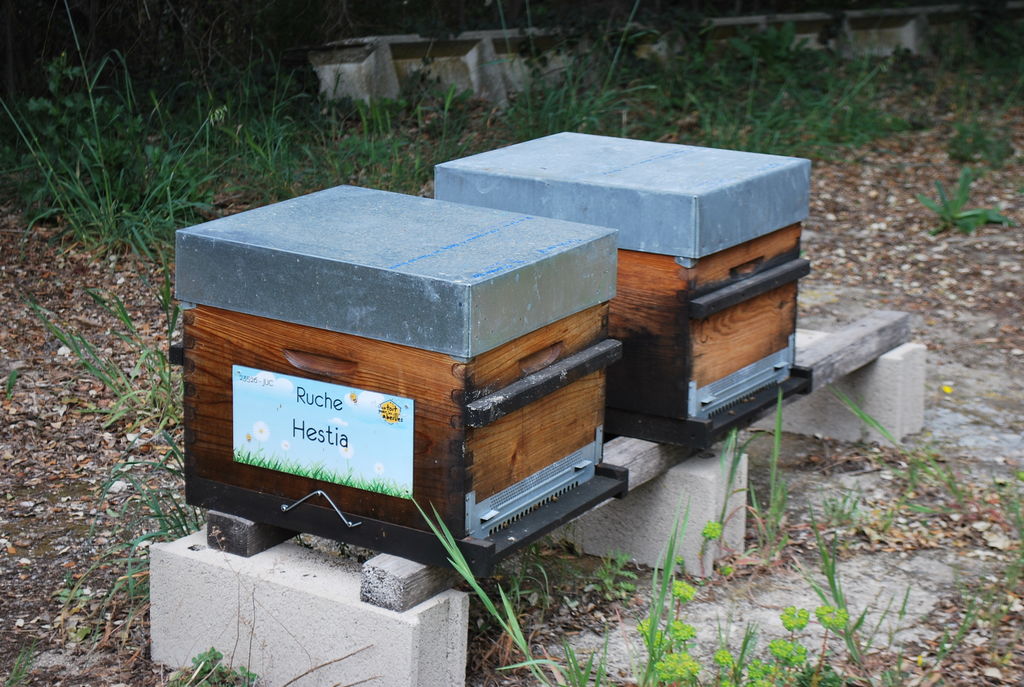 La ruche Hestia