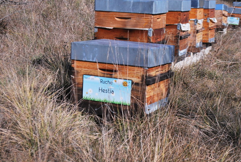 La ruche Hestia