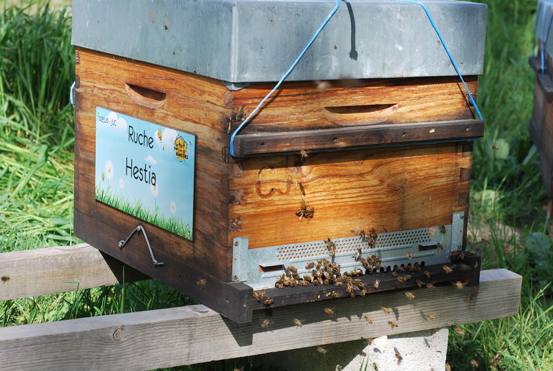 La ruche Hestia