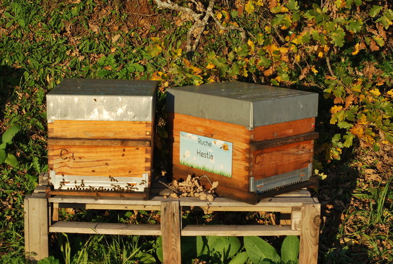 La ruche Hestia