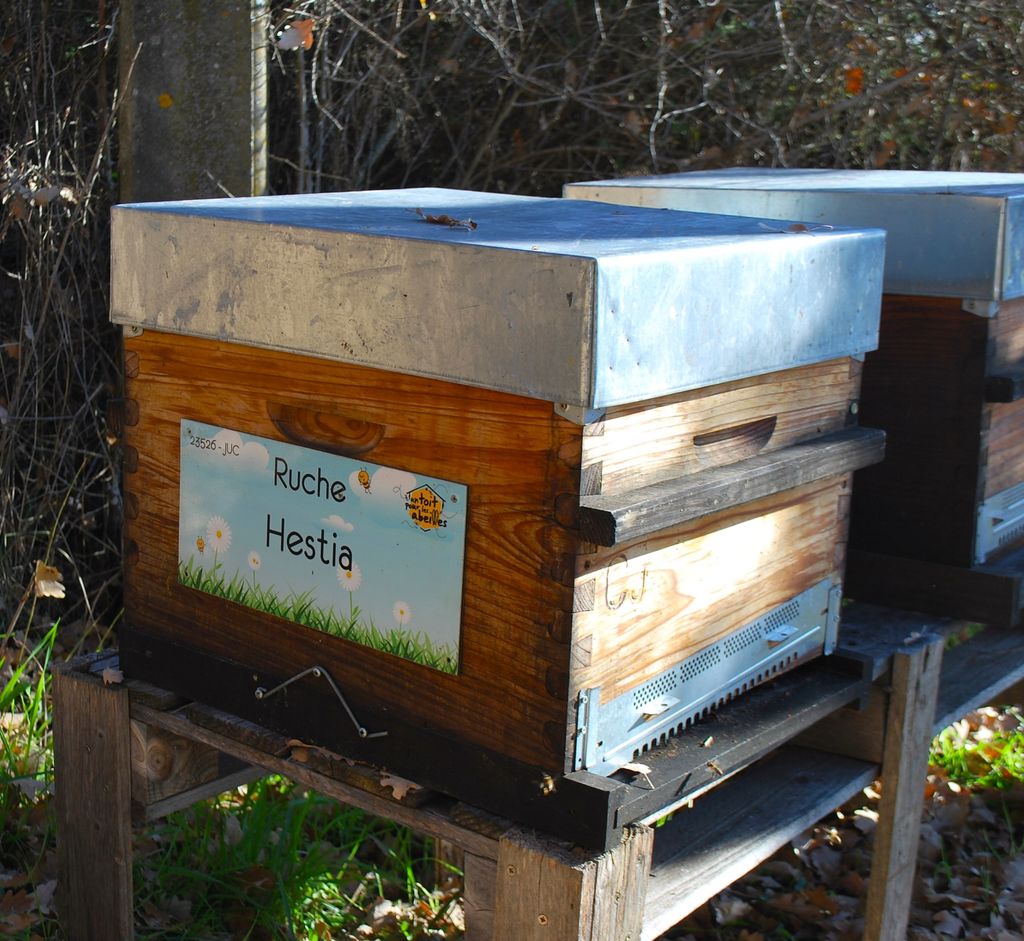 La ruche Hestia