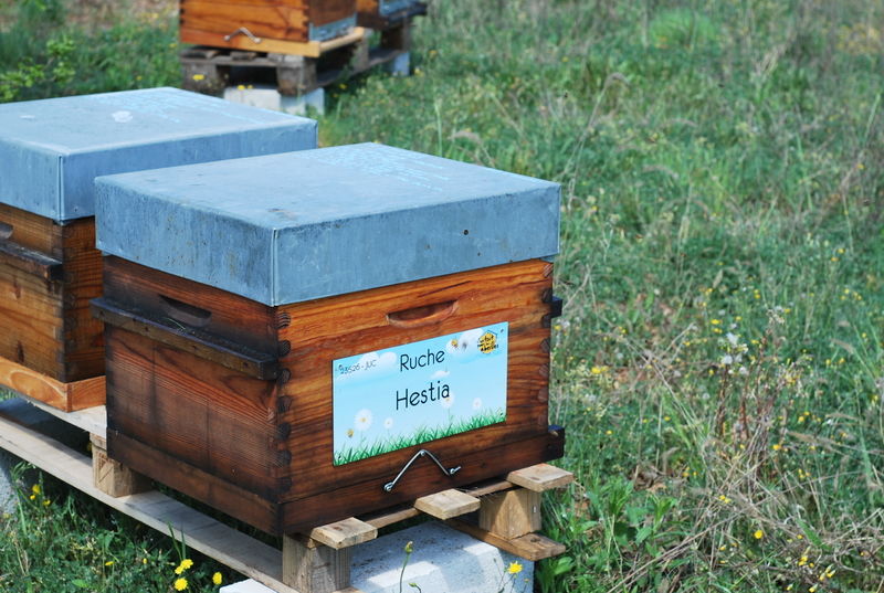 La ruche Hestia