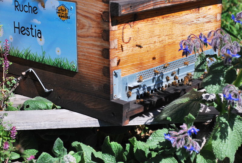 La ruche Hestia
