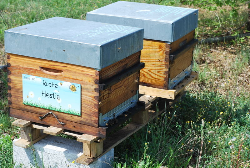 La ruche Hestia