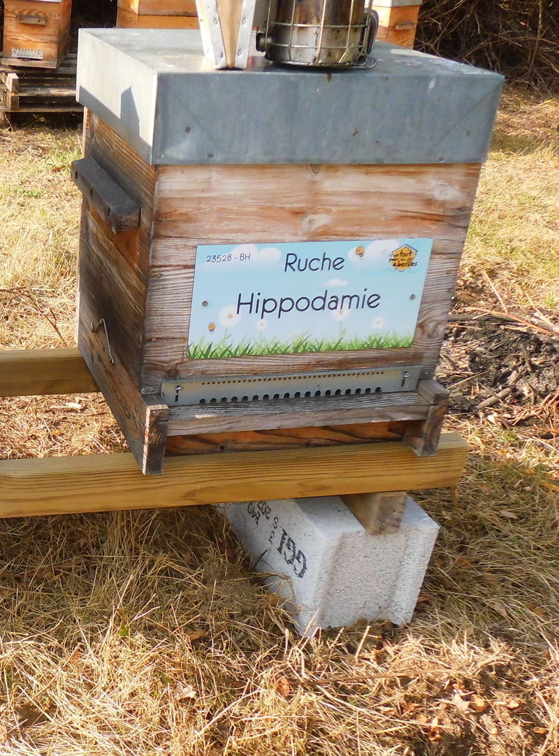 La ruche Hippodamie