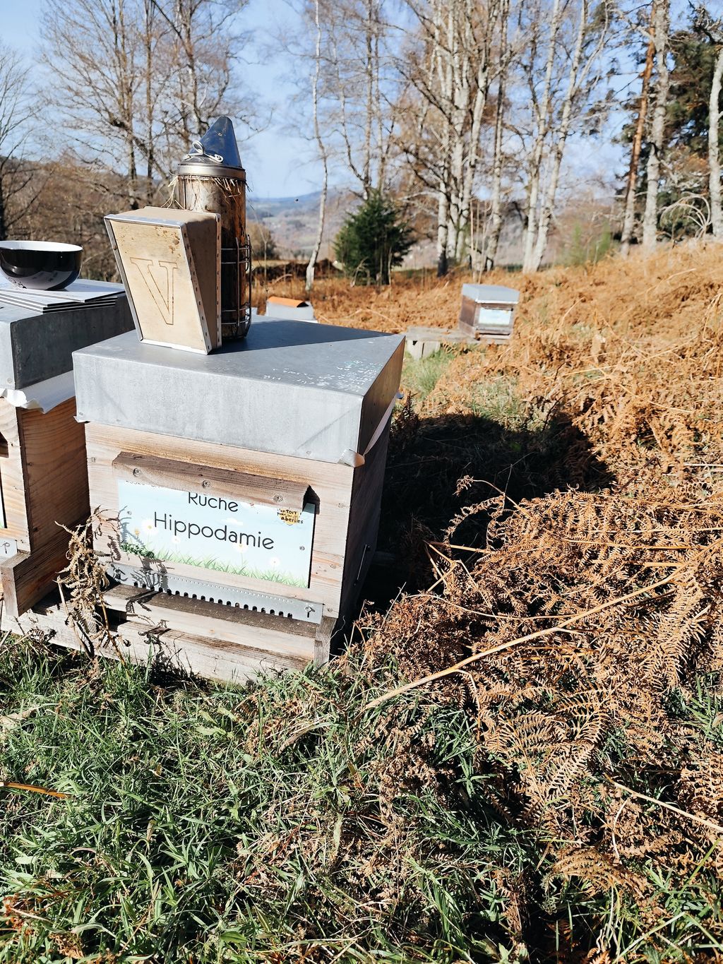 La ruche Hippodamie